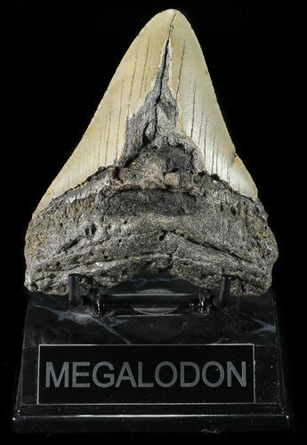 Bargain, Megalodon Tooth - North Carolina #54898